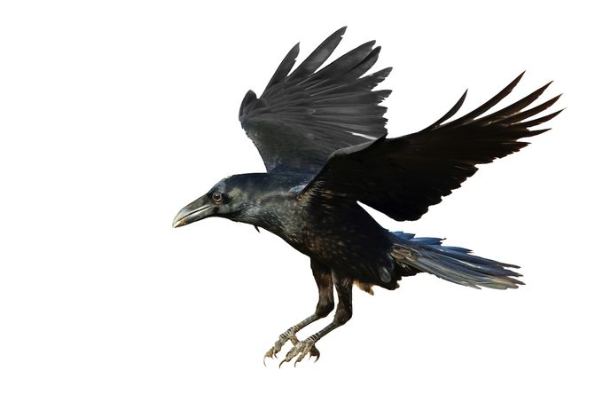 raven vs crow