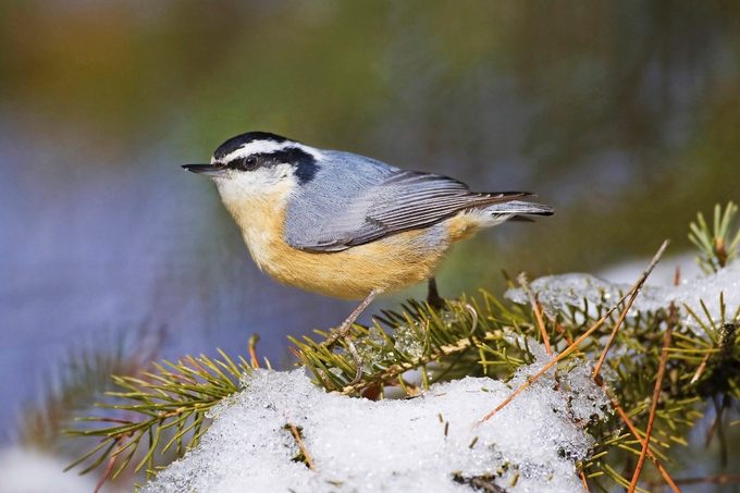 red breasted nuthatch