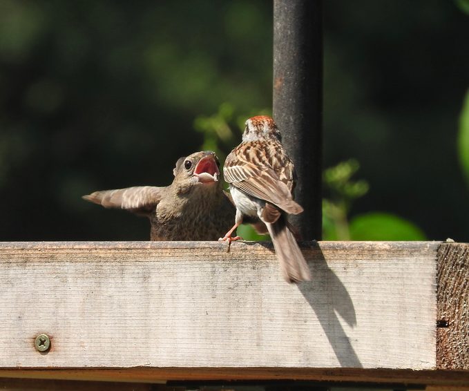 juvenile cowbird
