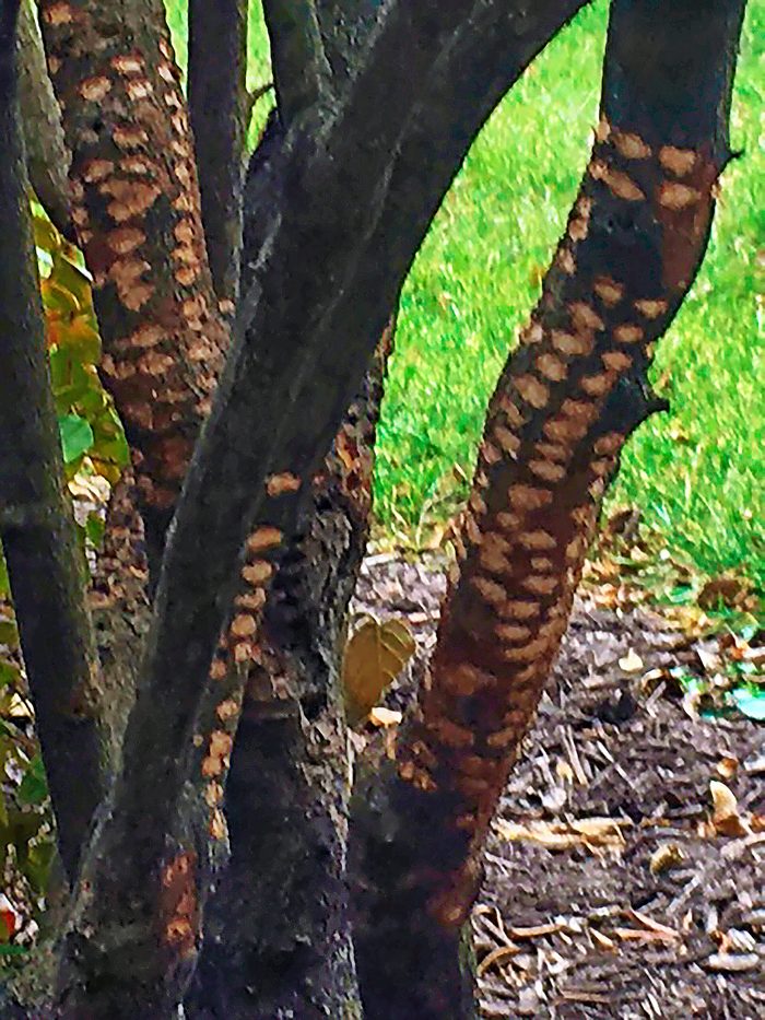sapsucker-damage-viburnum