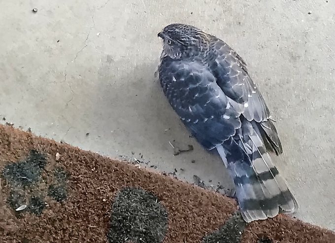 cooper's hawk vs sharp shinned hawk