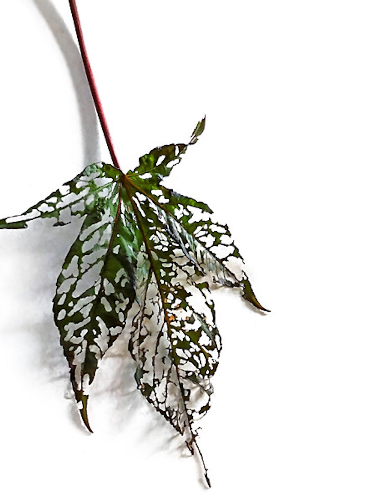 Damaged hibiscus leaf