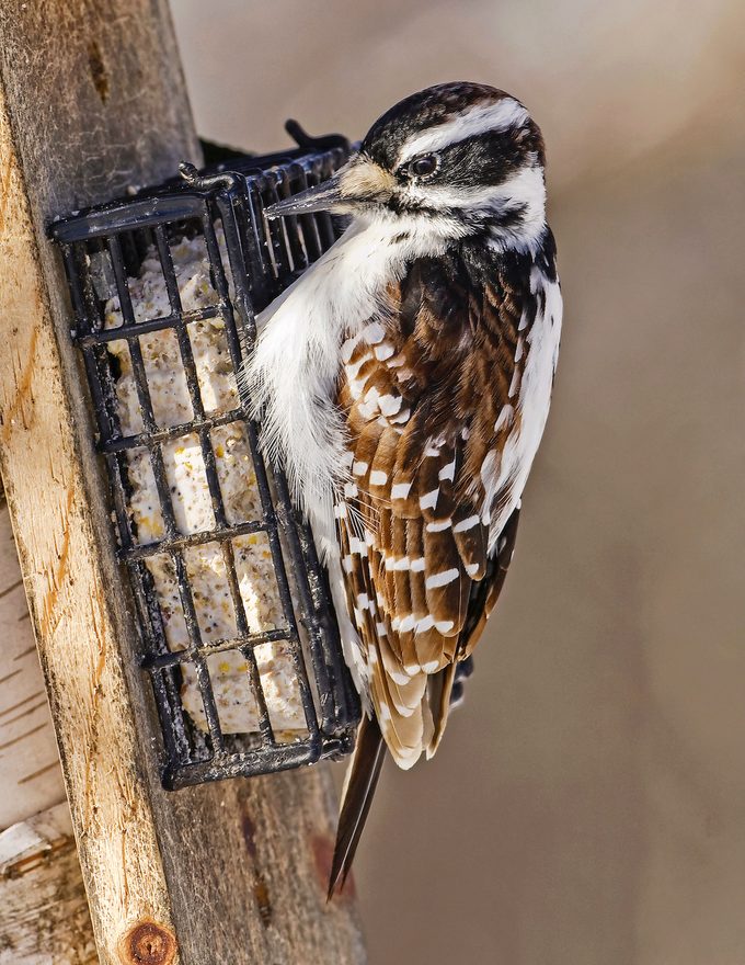 hairy woodpecker