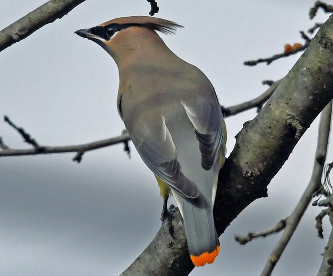 cedar waxwing