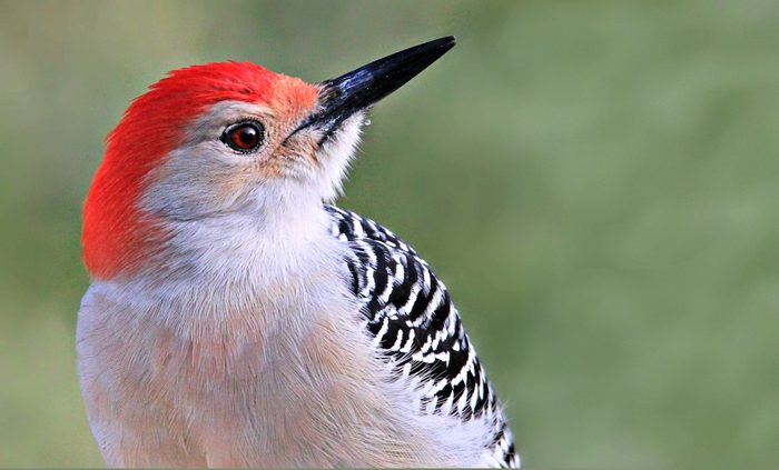 red bellied woodpecker