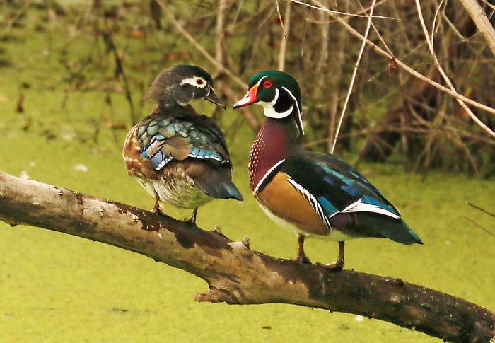 wood ducks