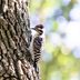 How to Identify a Ladder-Backed Woodpecker