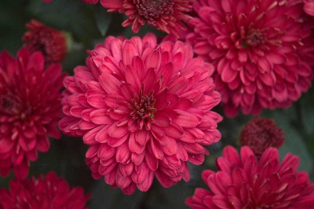chrysanthemum