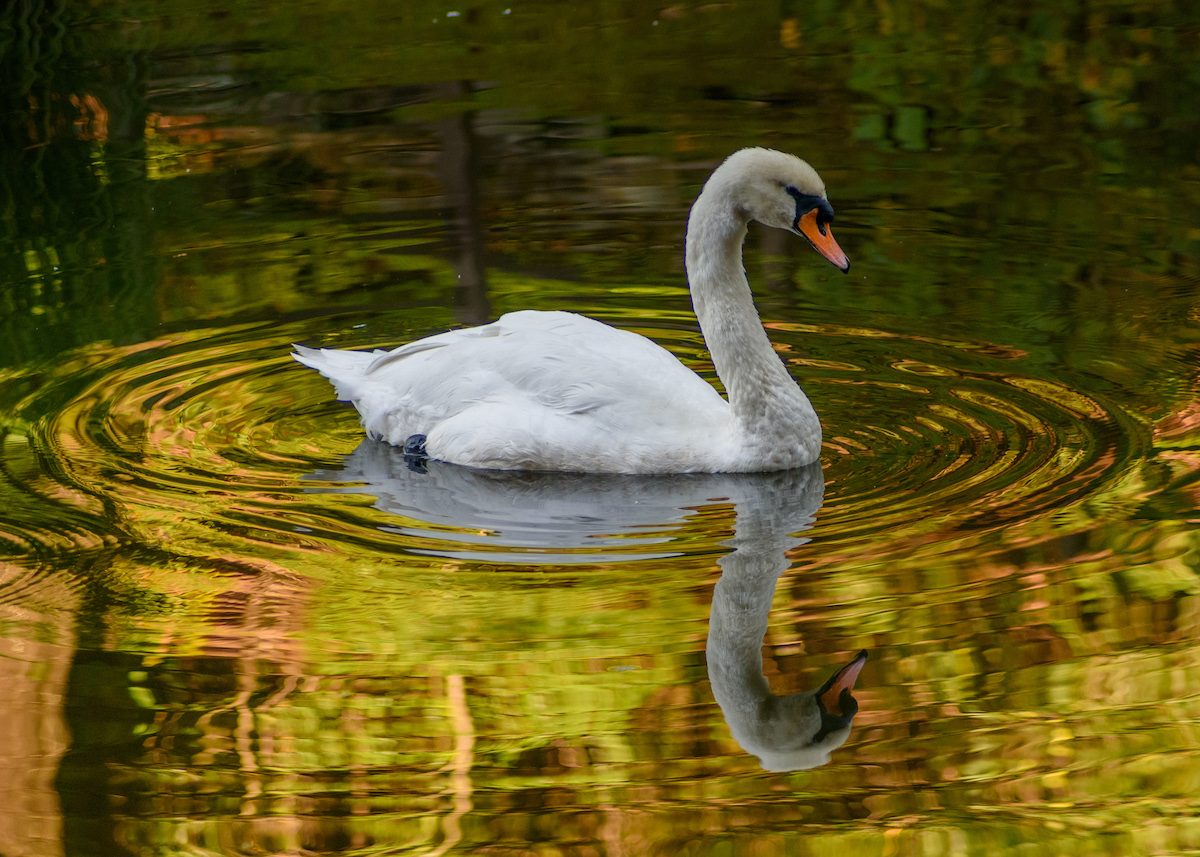 mute swan