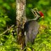How Do Woodpeckers Use Their Tongues and Beaks?