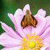 Meet the Vast (and Fast!) Skipper Butterfly Family