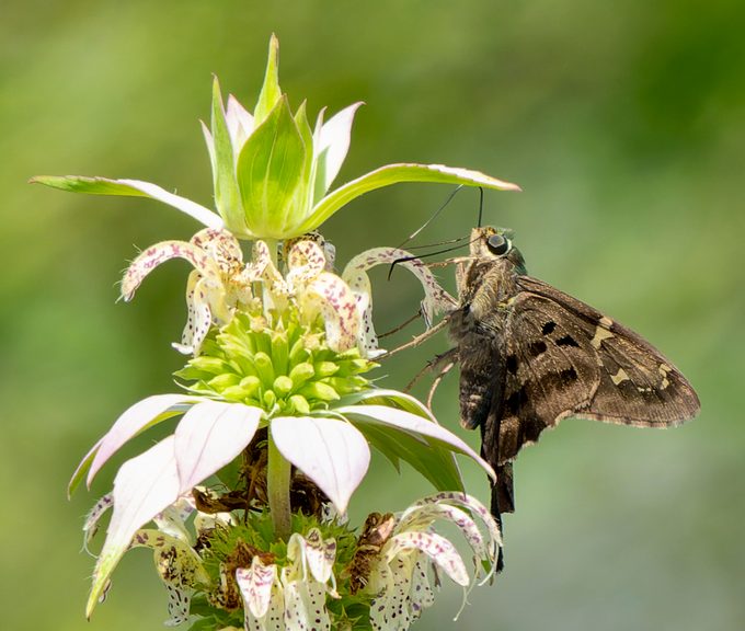 skipper butterflies