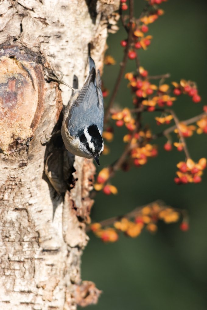 red breasted nuthatch