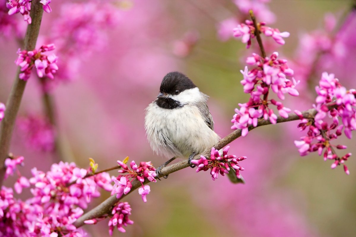 cute birds, chickadee
