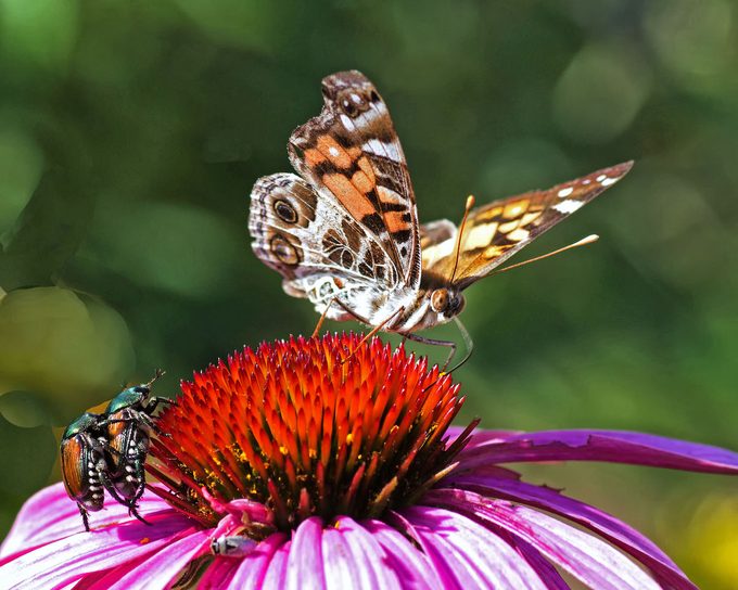 japanese beetle control