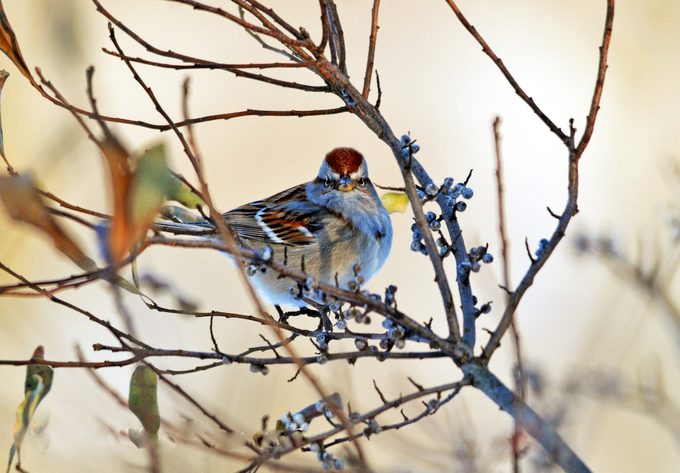 tree sparrow