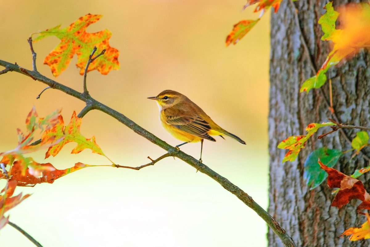 palm warbler