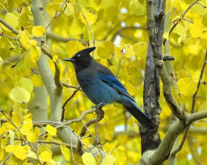 stellar's jay, autumn birds