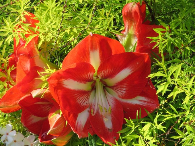 amaryllis