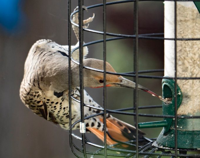 northern flicker on suet feeder