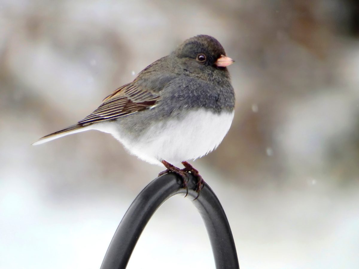 slate colored junco