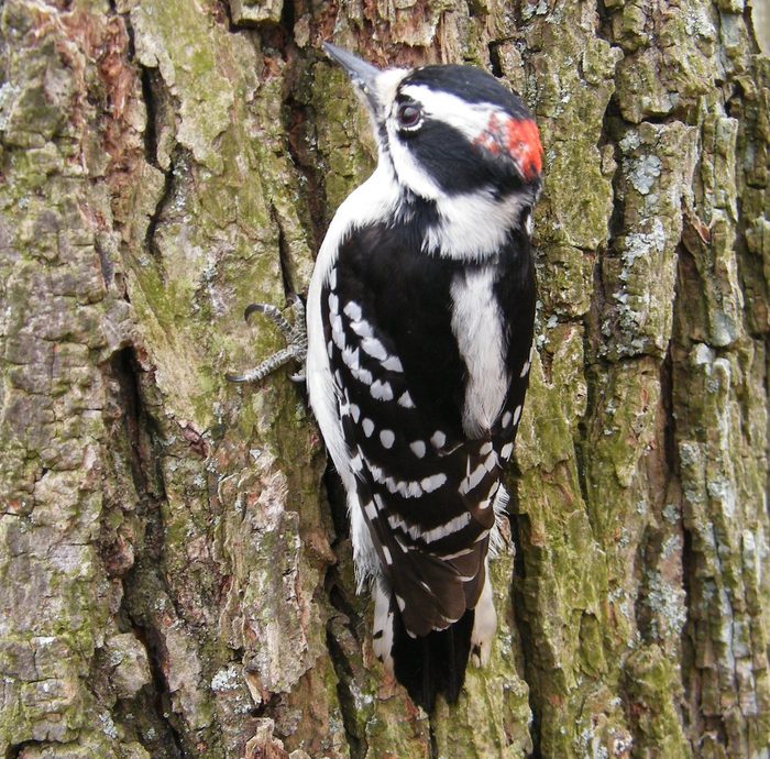 downy woodpecker