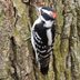 How to Identify a Downy Woodpecker
