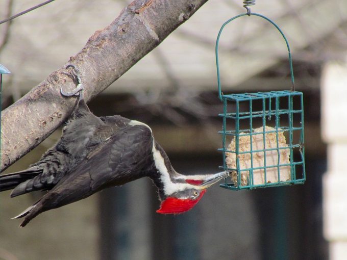 suet for birds