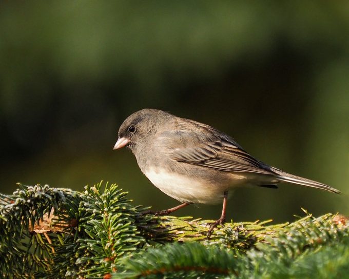 slate colored junco, autumn birds