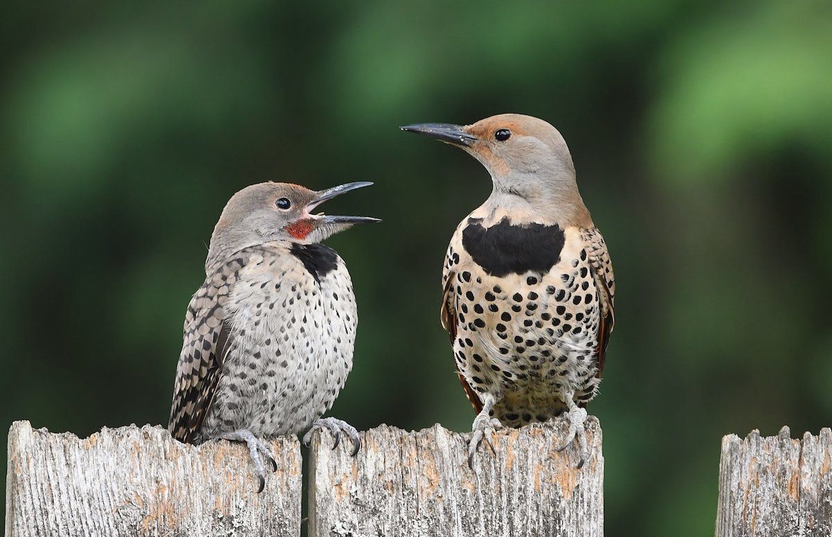 juvenile northern flicker