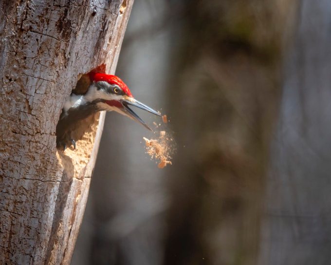 pileated woodpecker