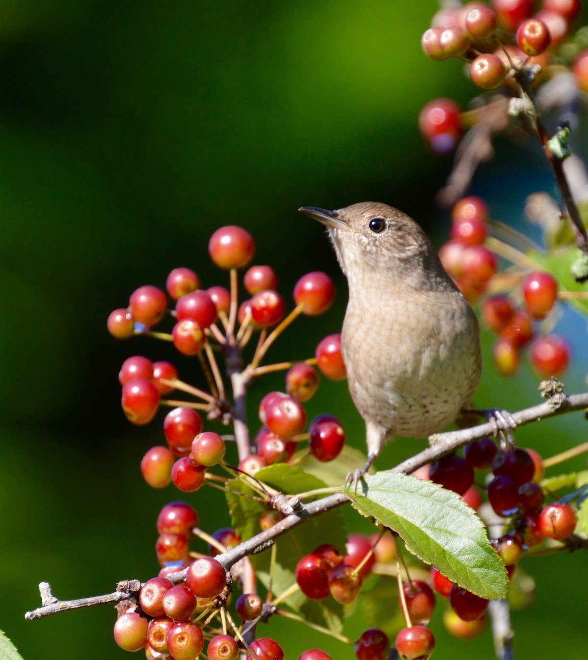 autumn birds, house wren