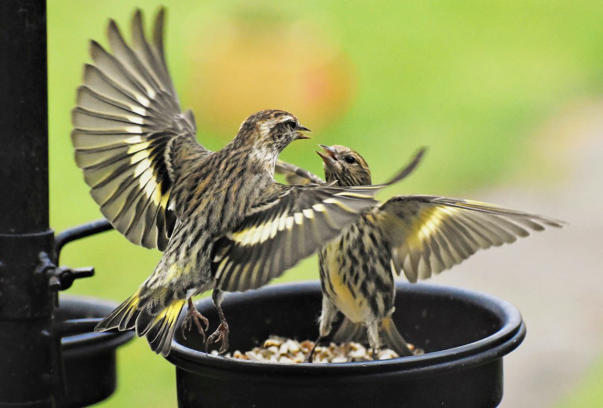pine siskins