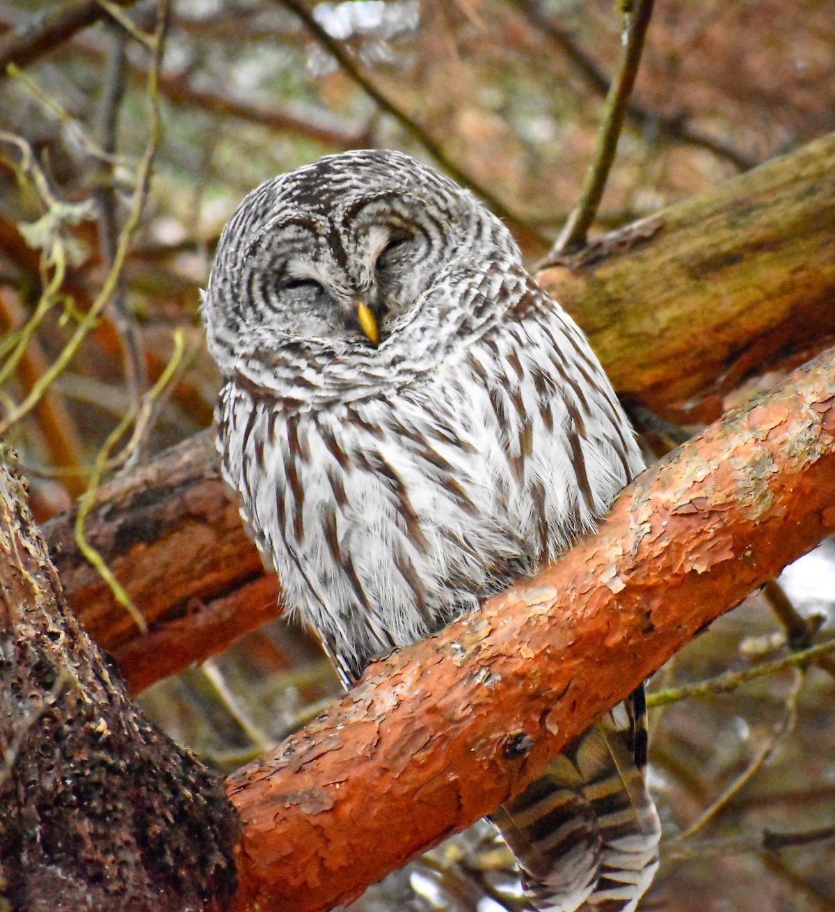 barred owl