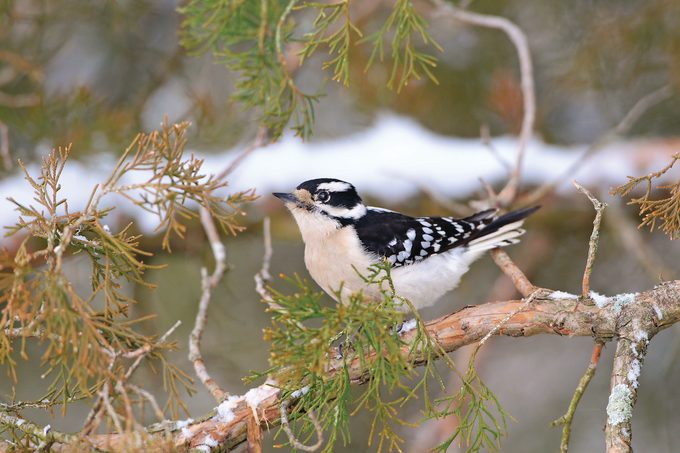 female downy woodpecker