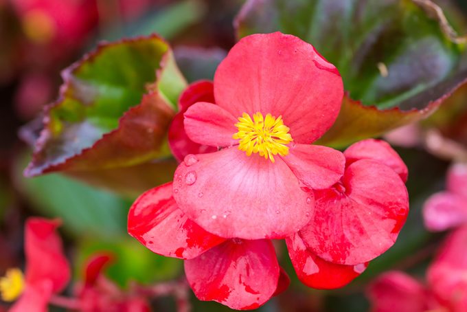 Wax Begonia
