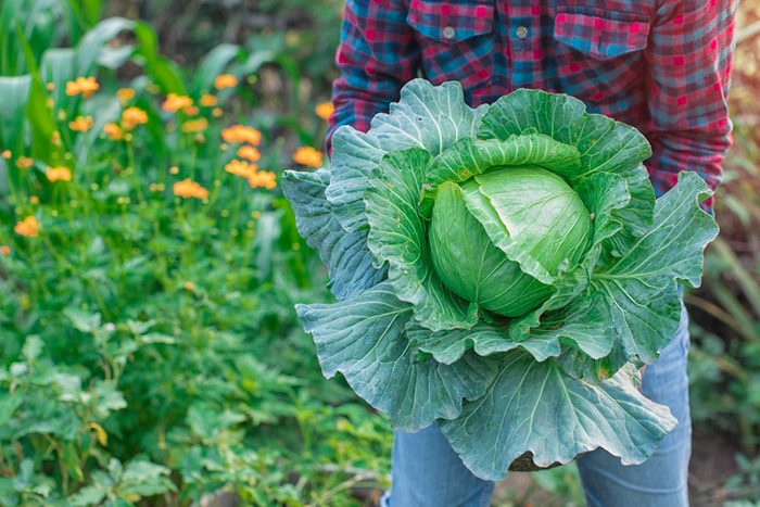 Cabbage in the farmer's hand