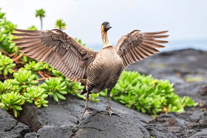Nene, state birds