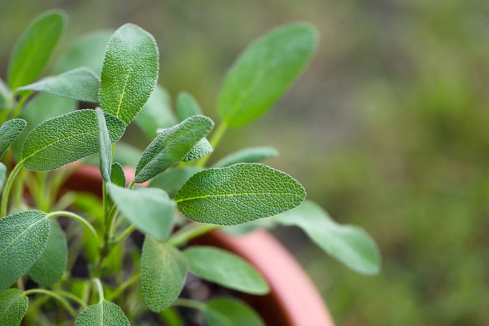 Growing sage