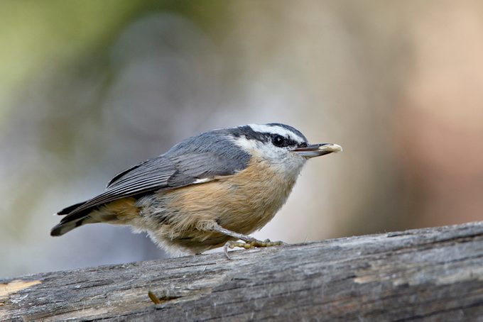 Female red-breasted nuthatch (Sitta canadensis), Wasilla, Alaska, United States of America, North America