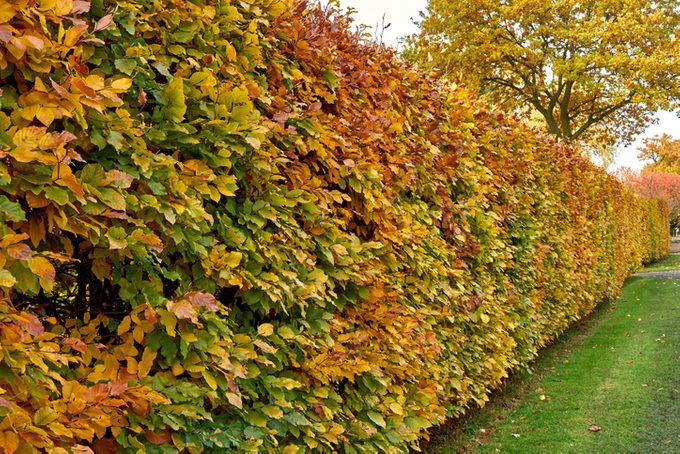 Hornbeam hedge in autumn, Carpinus betulus