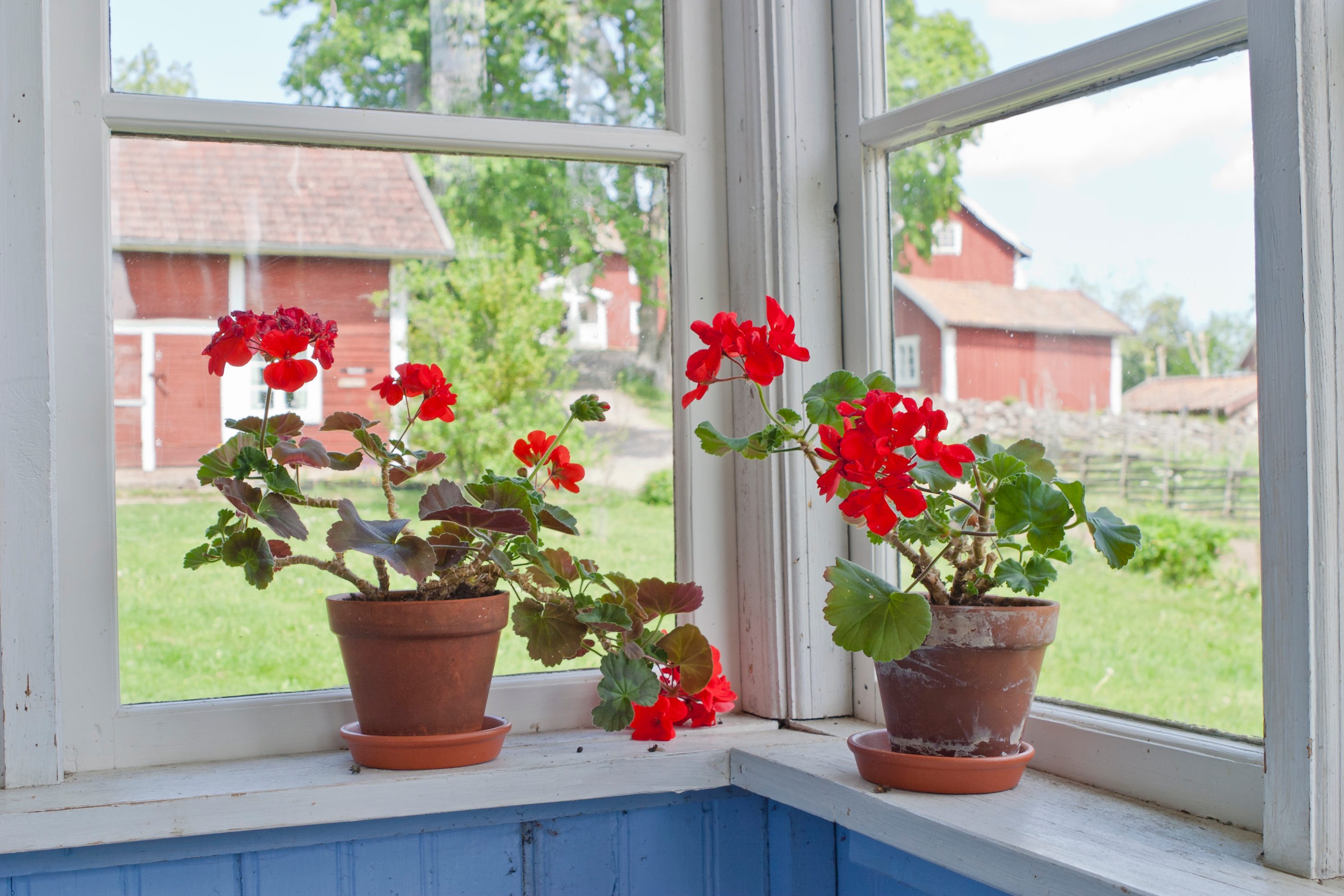 Geraniums Flowers On The Window Sill
