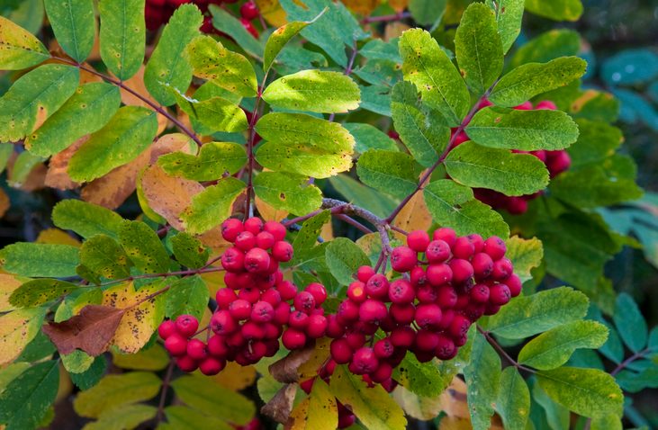 how to attract waxwings, what do cedar waxwings eat, European Mountain Ash (Sorbus aucuparia), Fruit like small apples with bright red skin, Native of Eurasia, introduced in colonial times, Mount Rainier National Park, Washington, USA