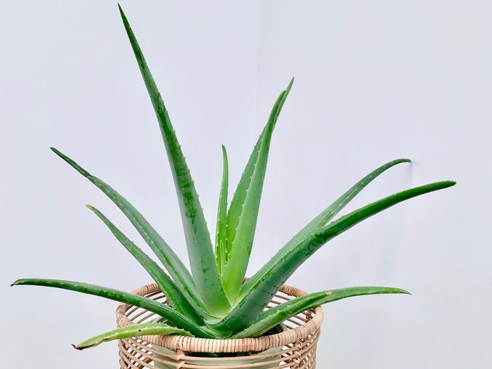 Aloe vera house plant in wicker stand