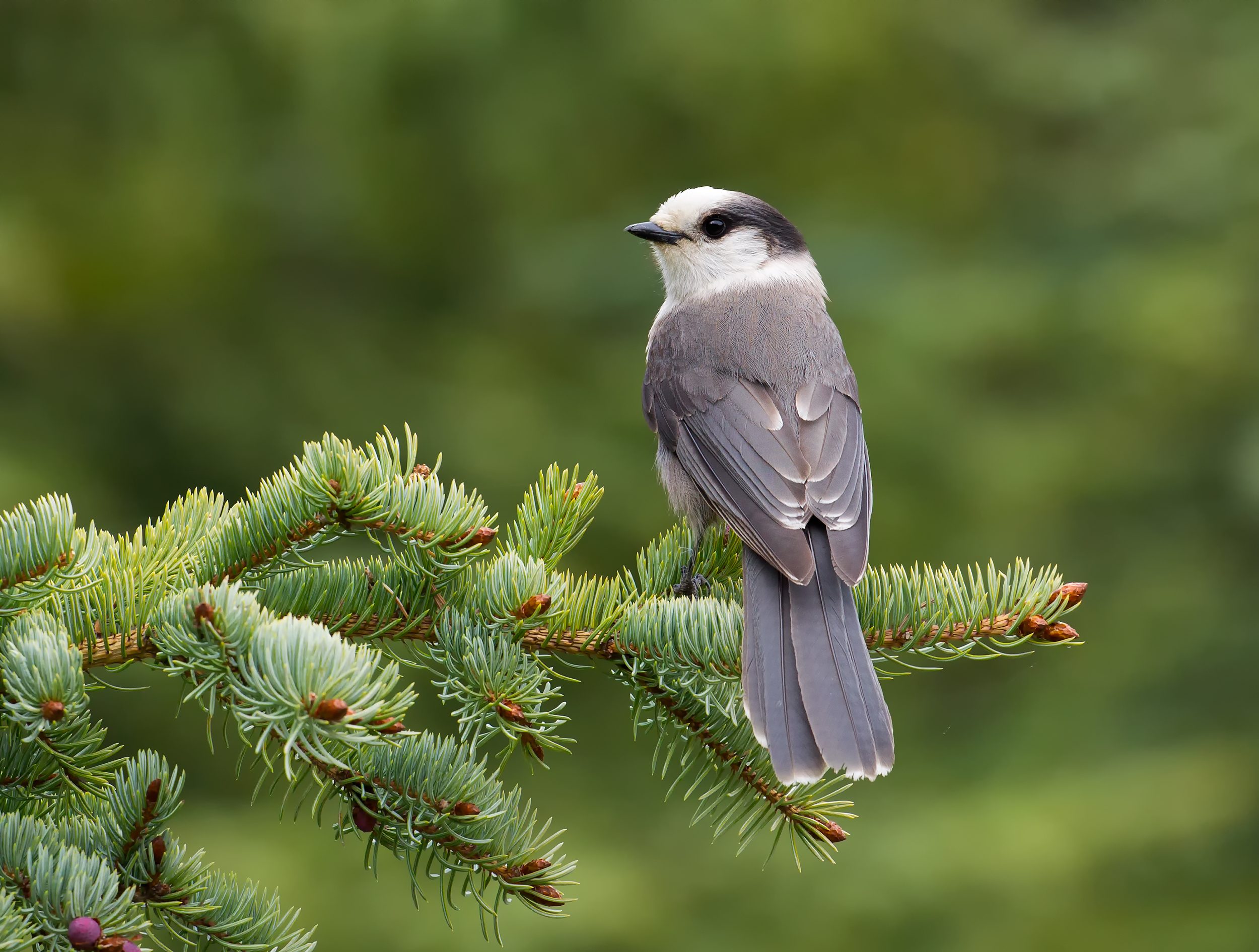 canada Jay