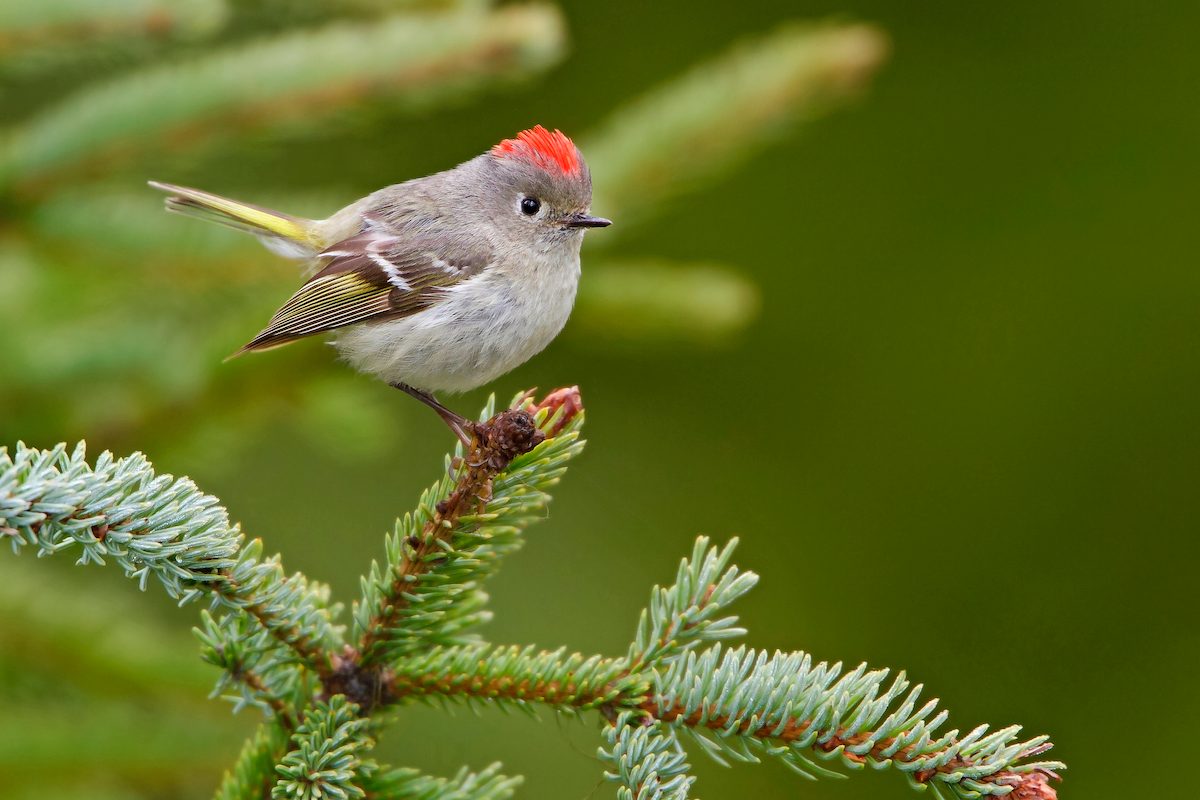 cutest birds, Ruby Crowned Kinglet (regulus Calendula)