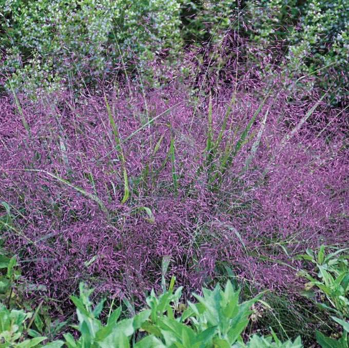 purple lovegrass