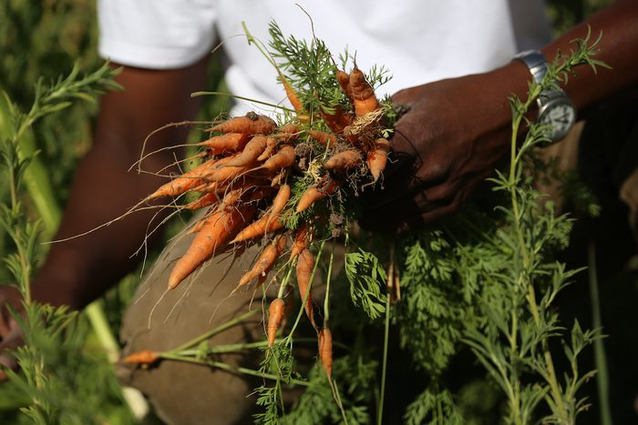 First Carrot Harvest