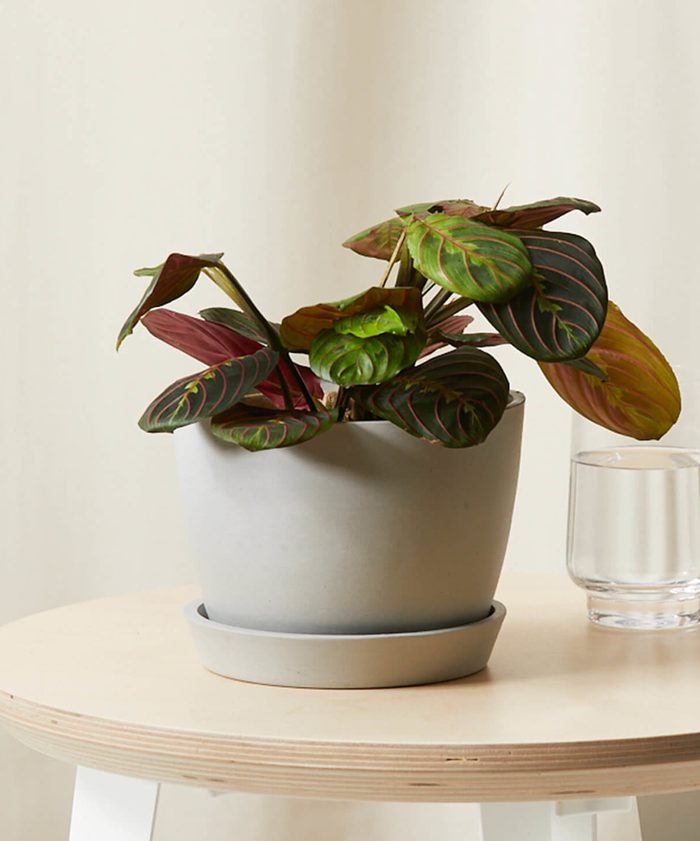 Bloomscape Red Prayer Plant Stone 0621 Scaled E1626184323634