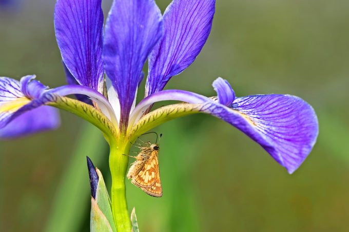 A Peck's skipper crawls up the stalk of a blue flag iris.